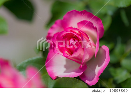 薔薇の花 19893369