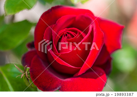 薔薇の花 薔薇の花 19893387