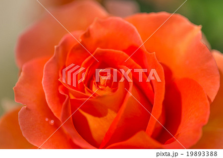 薔薇の花 19893388