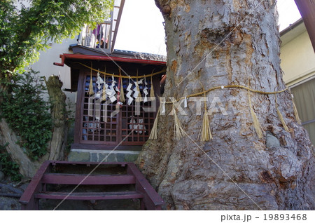 まつもと城下町湧水群　槻井泉神社(つきいずみ)のケヤキとお堂　横　松本市天然記念物 19893468