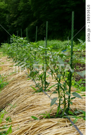 辛ナンバン畑 辛ナンバン畑 19893616