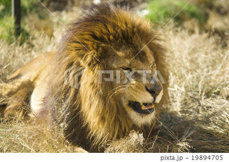 ライオン 19894705