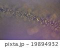 雫　 19894932