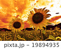 夕陽と向日葵 19894935