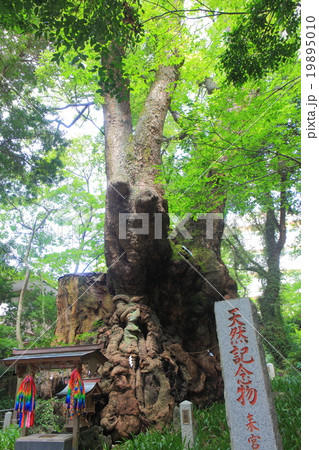 来宮神社　大楠 19895010