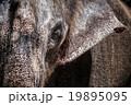 Thai elephant 19895095