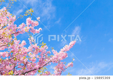 河津桜　桜　早咲きの桜　伊豆　静岡　さくら　サクラ　画像素材　コピースペース　背景素材　文字入れ 19895369