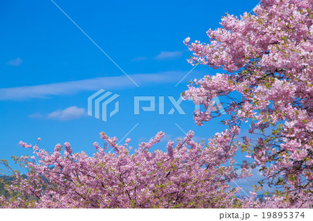 河津桜　桜　早咲きの桜　伊豆　静岡　さくら　サクラ　画像素材　コピースペース　背景素材　文字入れ 19895374