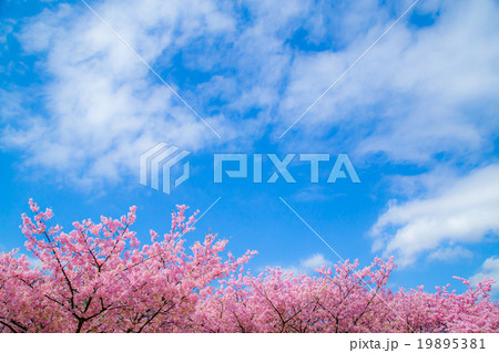 河津桜　桜　早咲きの桜　伊豆　静岡　さくら　サクラ　画像素材　コピースペース　背景素材　文字入れ 19895381