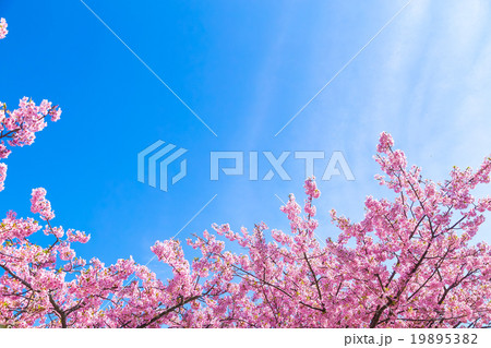 河津桜　桜　早咲きの桜　伊豆　静岡　さくら　サクラ　画像素材　コピースペース　背景素材　文字入れ 19895382