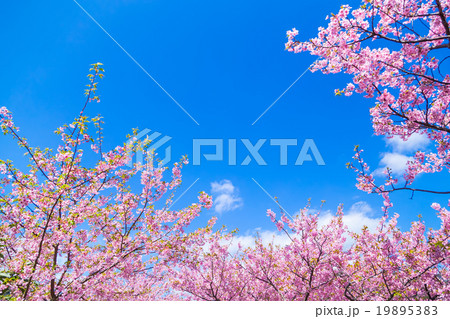 河津桜　桜　早咲きの桜　伊豆　静岡　さくら　サクラ　画像素材　コピースペース　背景素材　文字入れ 19895383
