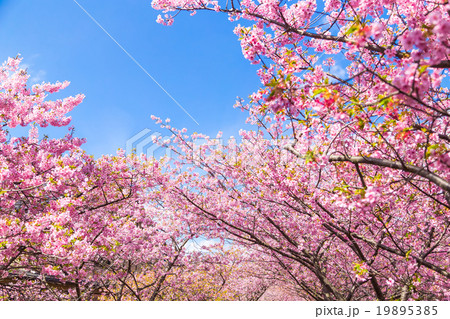 河津桜 桜 早咲きの桜 伊豆 静岡 さくら サクラ 画像素材 コピースペース 背景素材 文字入れ 河津桜 桜 早咲きの桜 伊豆 静岡 さくら サクラ 画像素材 コピースペース 背景素材 文字入れ 19895385