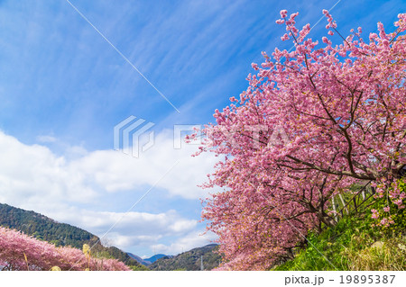 河津桜　桜　早咲きの桜　伊豆　静岡　さくら　サクラ　画像素材　コピースペース　背景素材　文字入れ 19895387