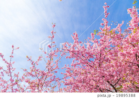 河津桜　桜　早咲きの桜　伊豆　静岡　さくら　サクラ　画像素材　コピースペース　背景素材　文字入れ 19895388