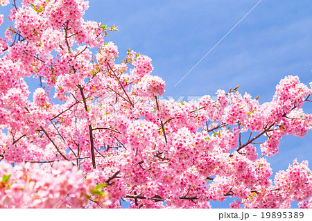 河津桜　桜　早咲きの桜　伊豆　静岡　さくら　サクラ　画像素材　コピースペース　背景素材　文字入れ 19895389