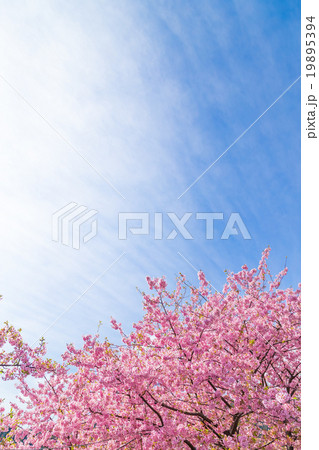 河津桜　桜　早咲きの桜　伊豆　静岡　さくら　サクラ　画像素材　コピースペース　背景素材　文字入れ 19895394