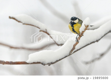 great tit on tree brunch 19895600