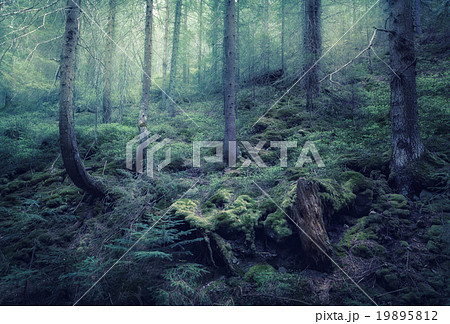 Fairy spring forest with green fog in the morning Fairy spring forest with green fog in the morning 19895812
