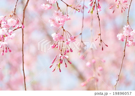 八重紅しだれ桜の写真素材