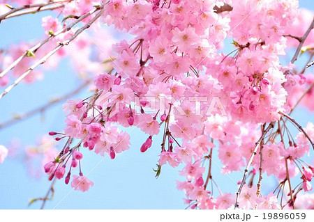 八重紅しだれ桜と青空の写真素材