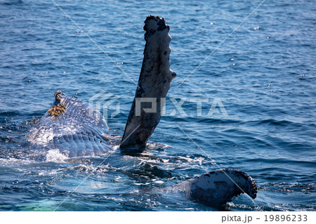 Whale tail , cape cod, cape cod Whale tail , cape cod, cape cod 19896233