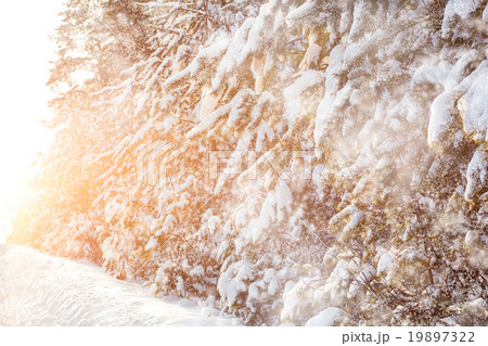 Snowfall in pine forest at sunset 19897322