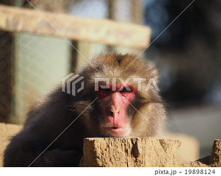 高尾山・さる園のあごを乗せてくつろぐニホンザルの顔のアップ 19898124