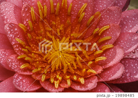 pink water lily 19898485