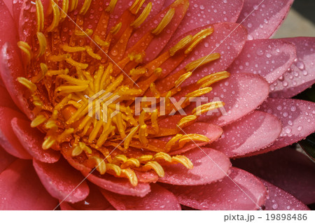 pink water lily pink water lily 19898486