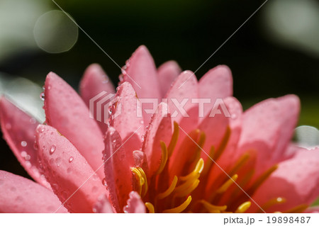 pink water lily pink water lily 19898487
