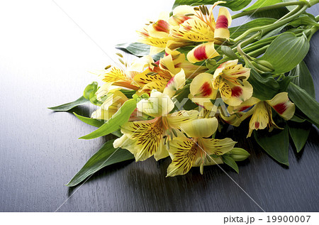 アルストメリアの写真素材