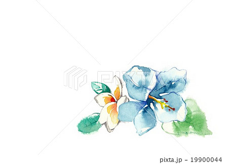 ハイビスカスとプルメリア 大サイズのイラスト素材