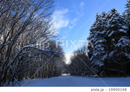 新雪の森 19900198