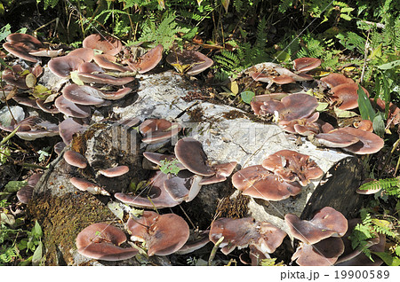 ツキヨタケ 19900589