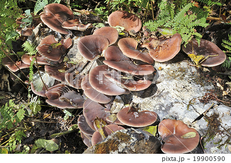 ツキヨタケ 19900590