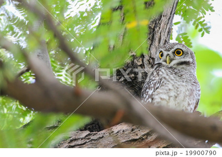 Spotted Owlet (Athene Brama) on the tree 19900790
