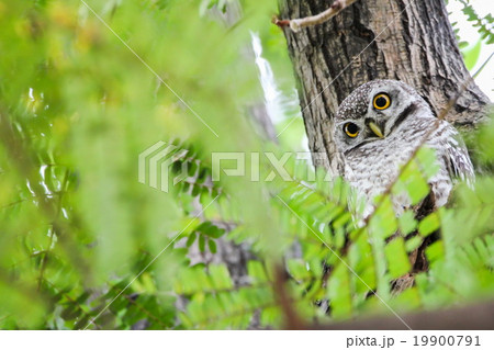 Spotted Owlet (Athene Brama) on the tree 19900791