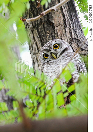 Spotted Owlet (Athene Brama) on the tree 19900792