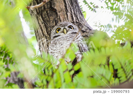 Spotted Owlet (Athene Brama) on the tree Spotted Owlet (Athene Brama) on the tree 19900793