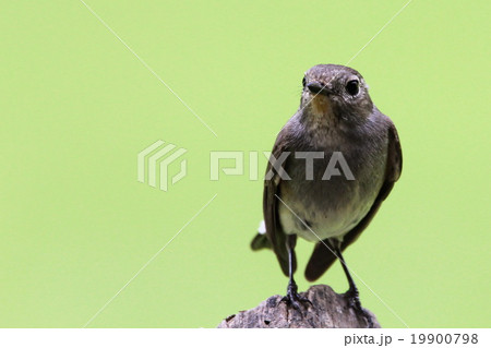 Red-throated Flycatcher (Ficedula Albicilla), Bird 19900798