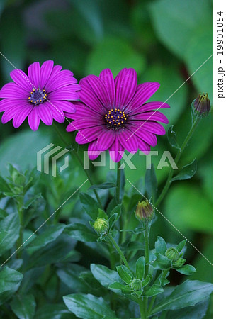 アフリカ金盞花 アフリカンデージーと呼ばれています の写真素材