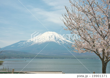 山中湖畔の一本桜 山中湖畔の一本桜 19901371
