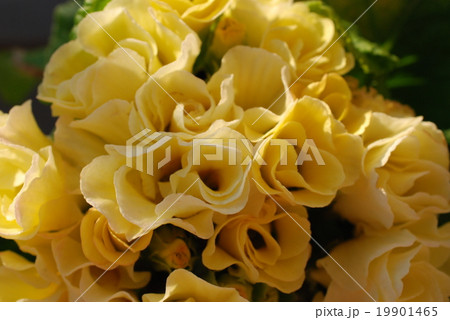 プリムラジュリアン 19901465