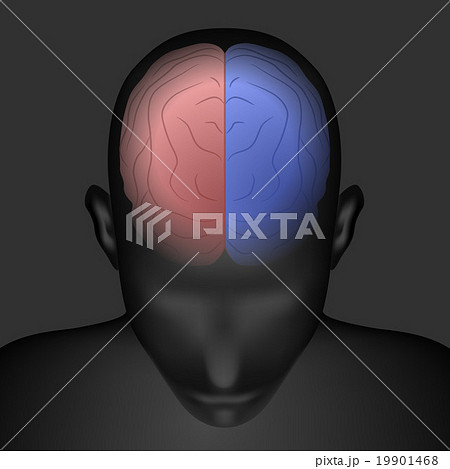 人間の左脳と右脳　イラスト 19901468