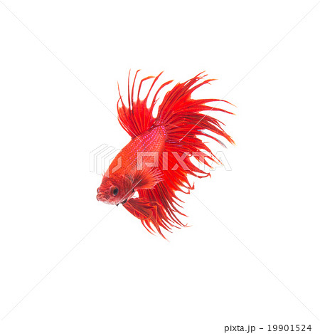 orange red siamese fighting fish 19901524