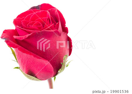closeup red rose isolated on white background closeup red rose isolated on white background 19901536