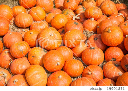 Pumpkin in a field Background for fall, autumn 19901851