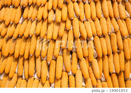 Grains of ripe corn, Raw corn, Fresh corn 19901853