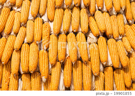 Grains of ripe corn, Raw corn, Fresh corn 19901855