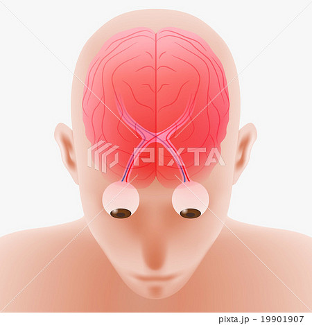 人間の脳と視神経　イラスト 19901907